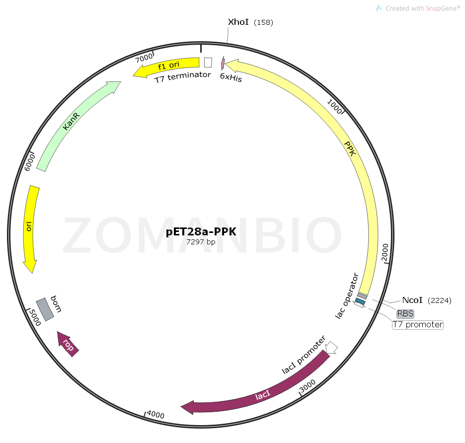 ZK1550 pET28a-PPK.png
