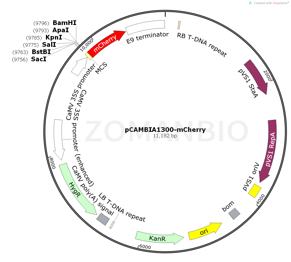 ZK2054 pCAMBIA1300-mCherry.png