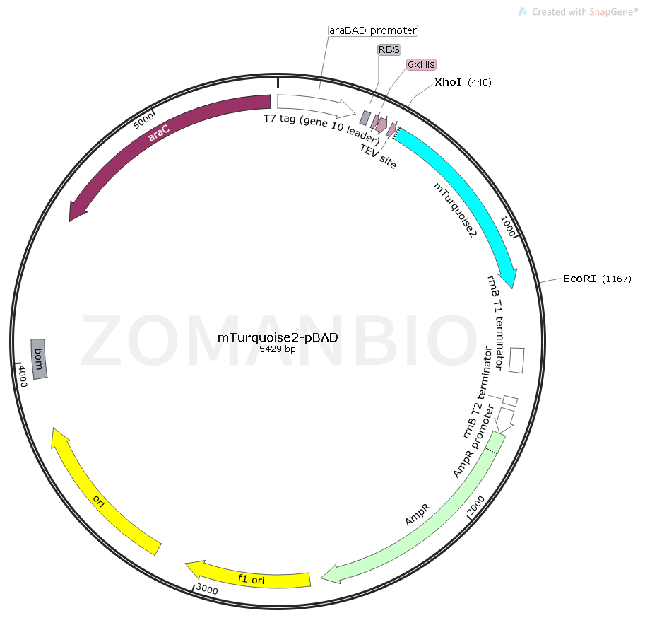 ZK1640 mTurquoise2-pBAD.png