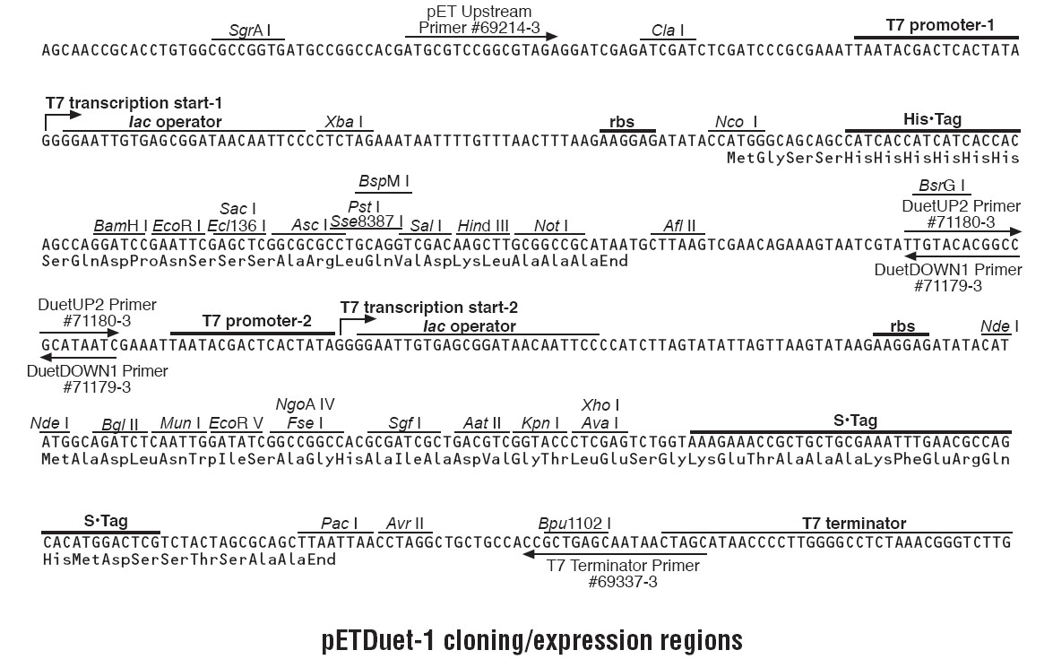 ZK1684 -1 pETDuet-1.png