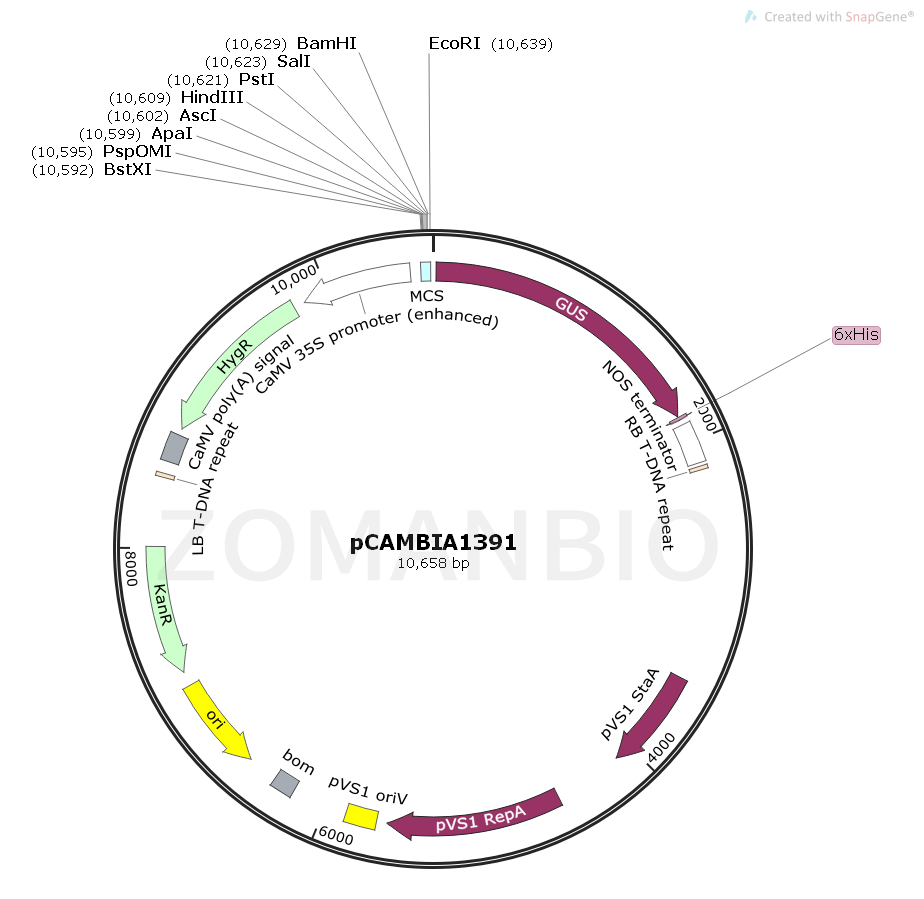 ZK1712 pCAMBIA1391.png