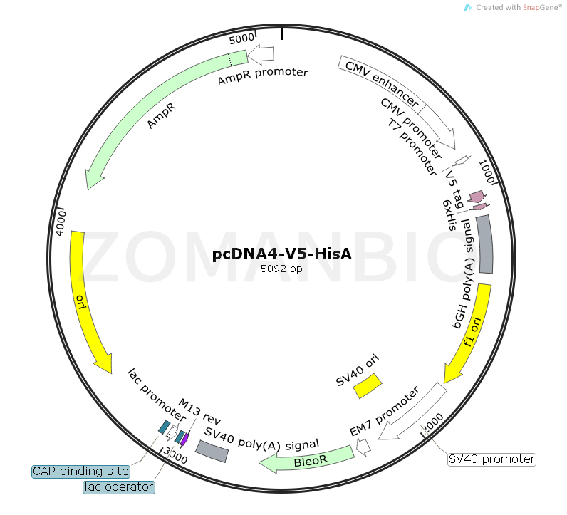ZK1788 pcDNA4-V5-HisA.png